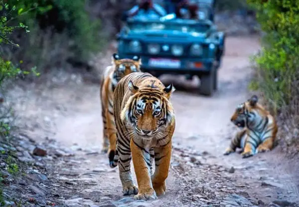 Agra Ranthambore Jaipur Tour Package