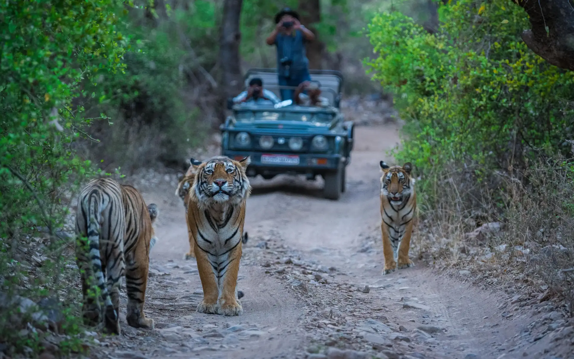 Jaipur Ranthambore Same Day Tour