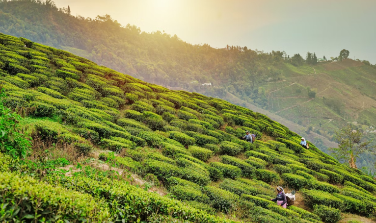 Sikkim Darjeeling Tour Package
