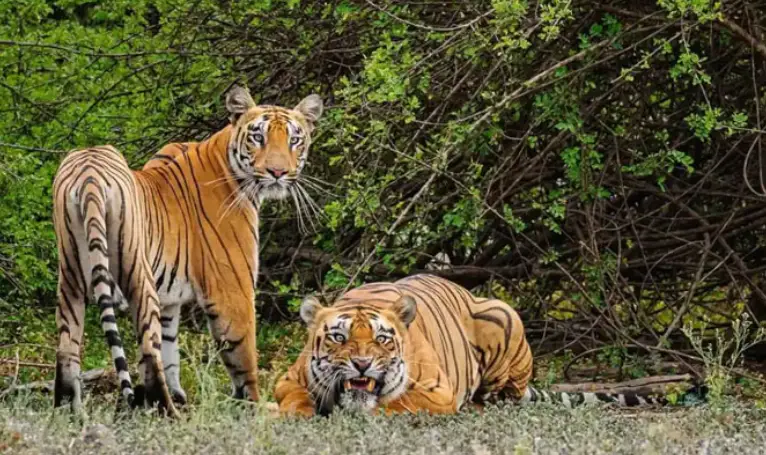 Delhi Sariska 2 Day Tour