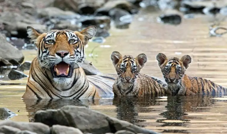 Jaipur Ranthambore Same Day Tour