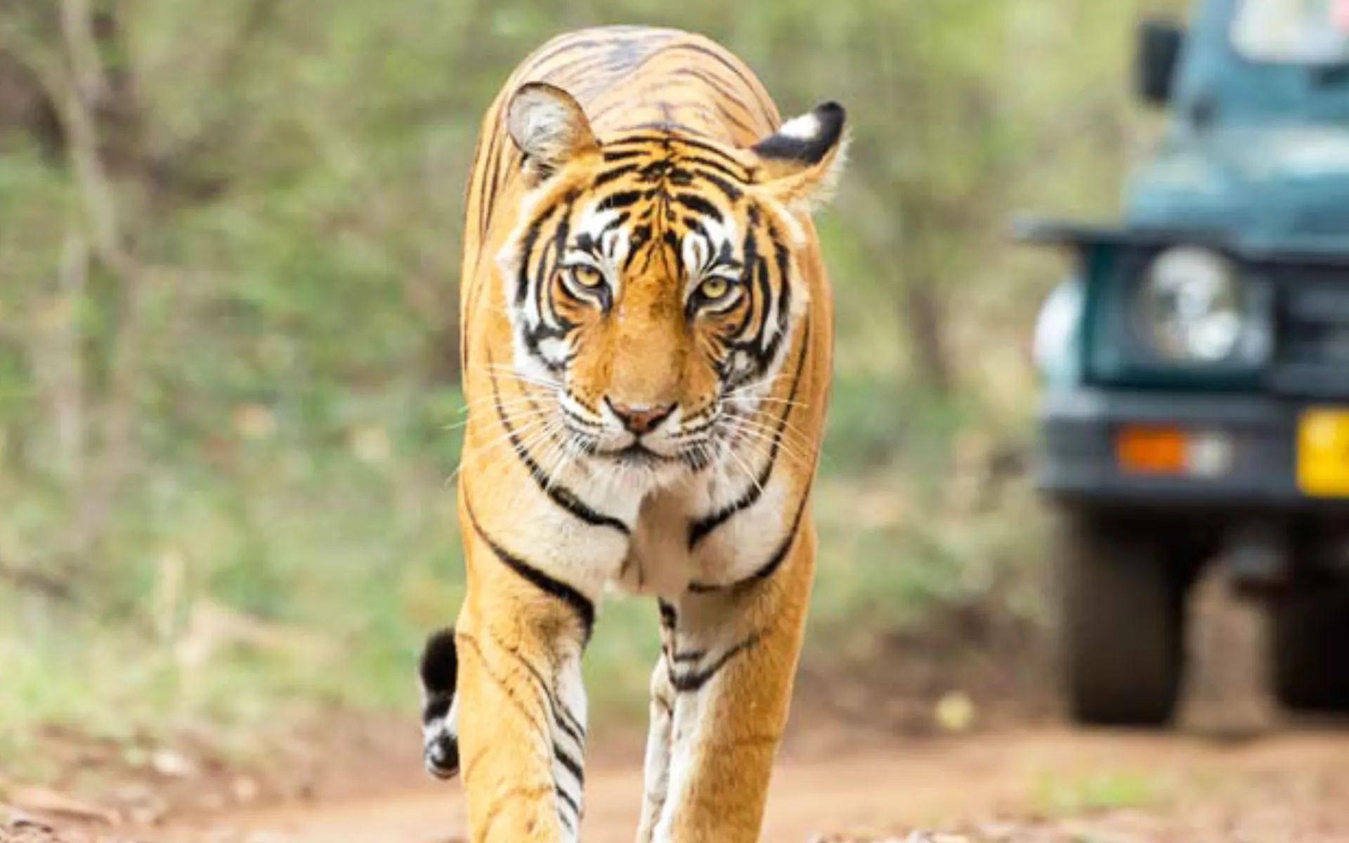 Jaipur & Ranthambore Education Tour Package