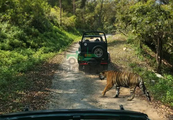 Ranthambore Tiger Tour Package