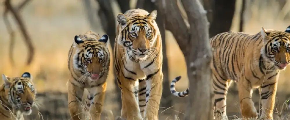Ranthambore Tiger Tour Package
